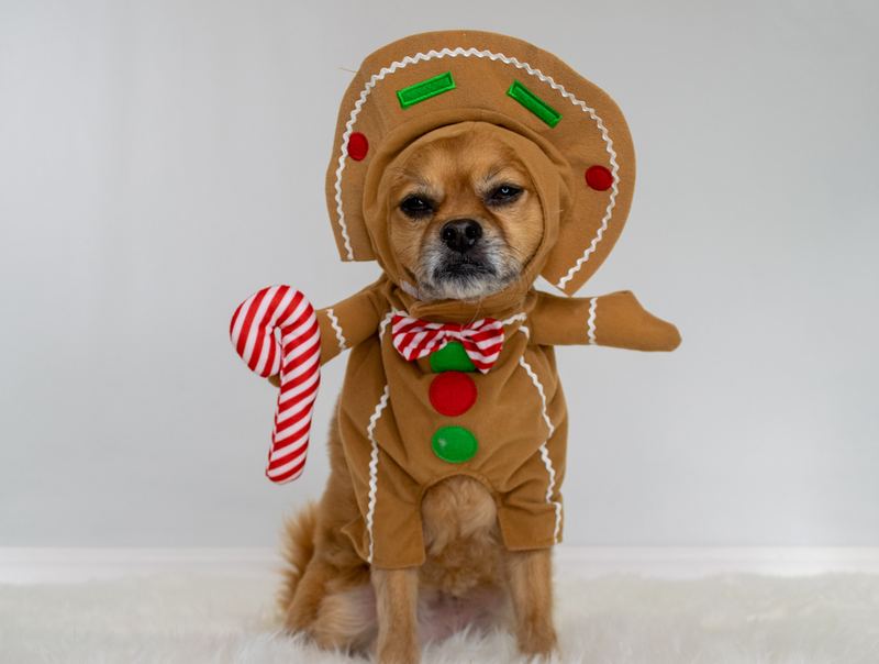 Dog dressed as a gingerbread cookie