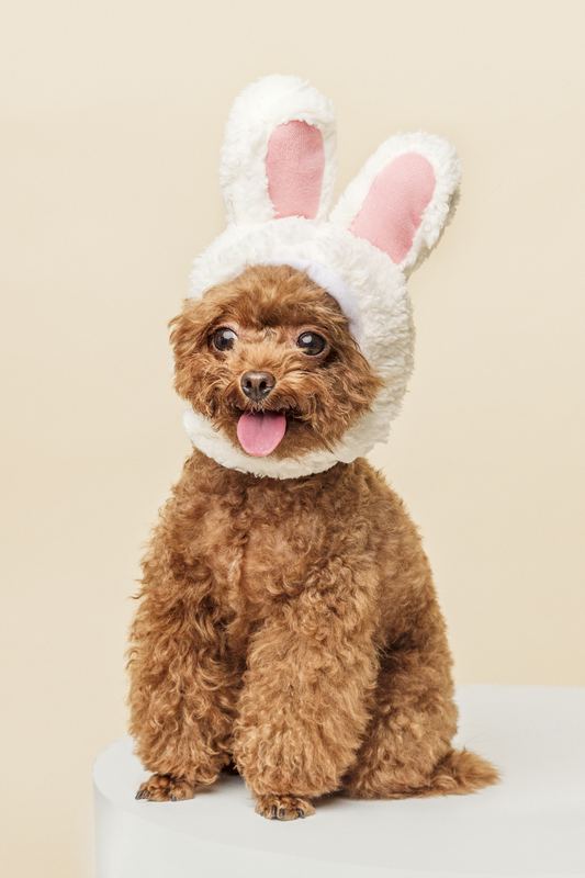 Poodle wearing a white bunny-ear hood