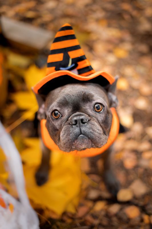 French bulldog in a striped witch hat