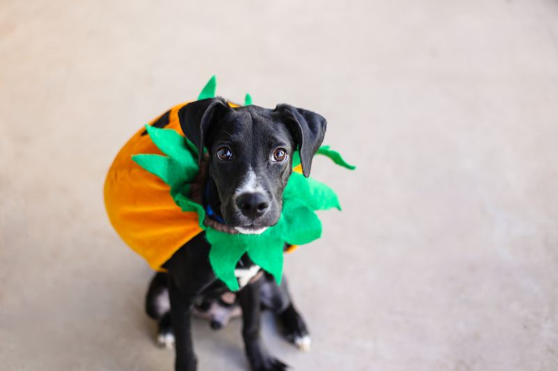 Puppy in a pumpkin costume