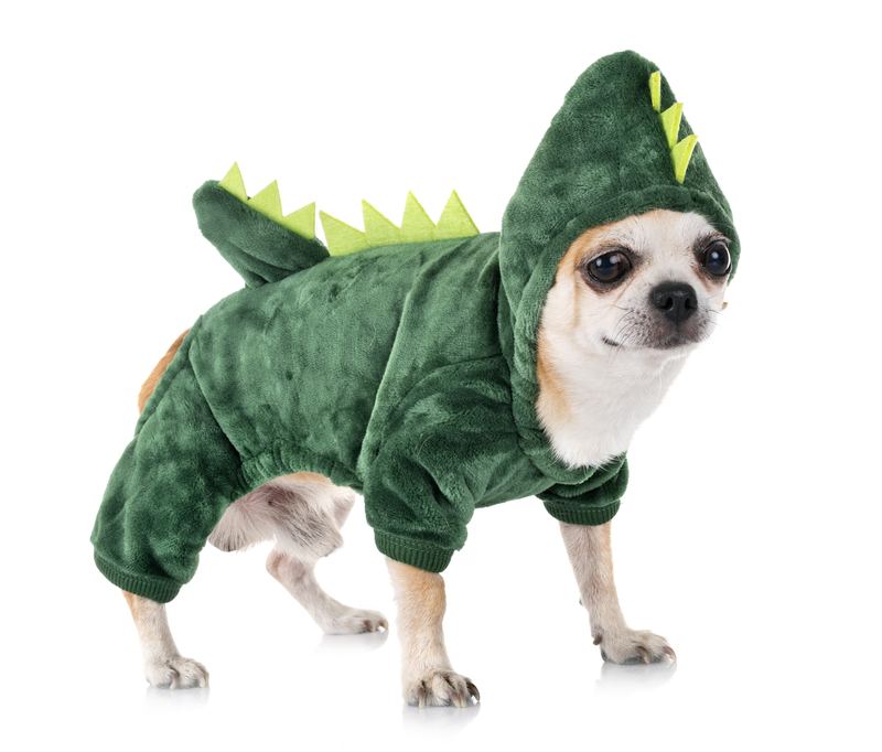 Chihuahua in a green dinosaur hoodie with yellow spikes