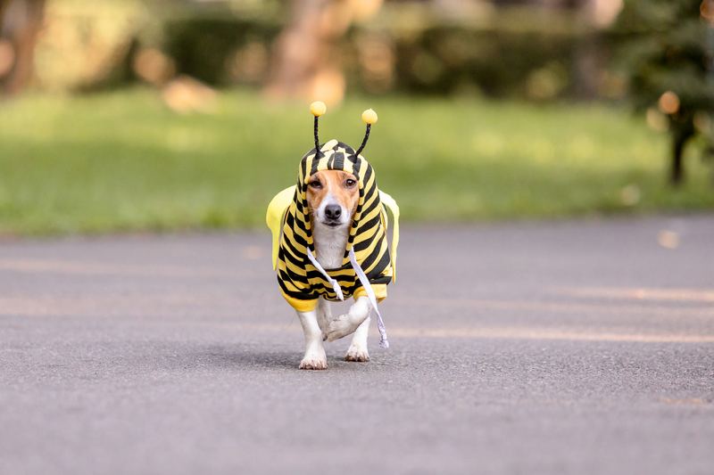 Small dog in a bee hoodie trotting down a path