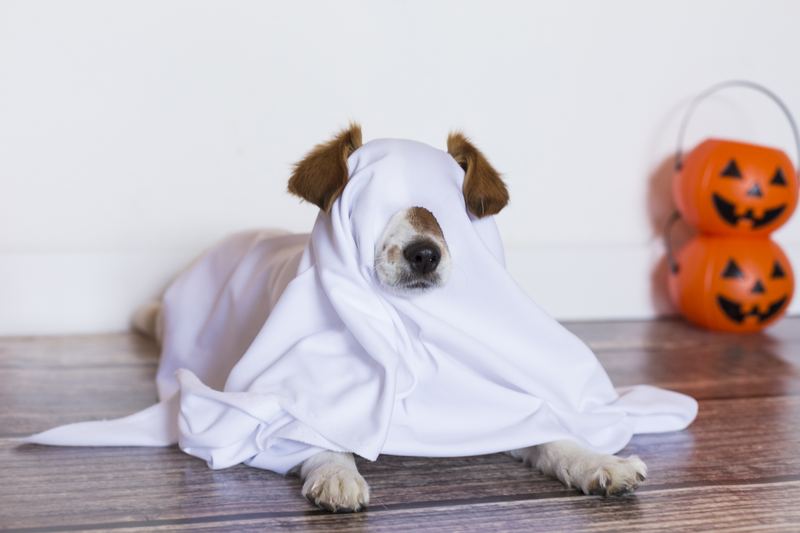 Dog under a ghost sheet