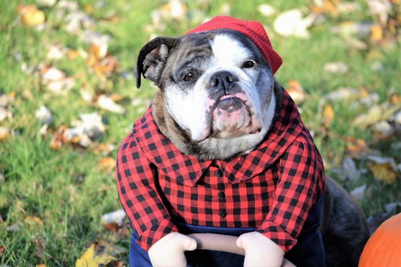 Bulldog in a red plaid shirt sitting in autumn leaves