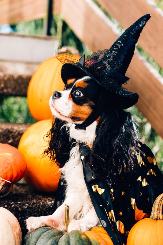 Dog dressed as a witch among pumpkins