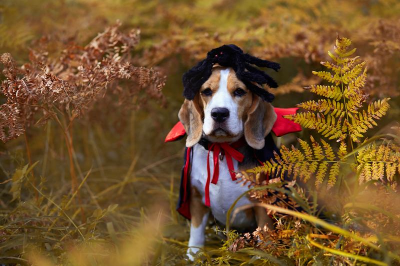 Beagle in a vampire cape and spider wig in autumn ferns