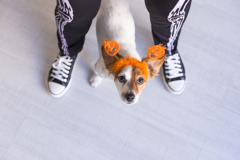 Owner in skeleton pants standing over a dog wearing pumpkin headbands