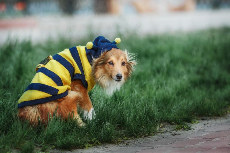 Dog in a bee costume on the grass