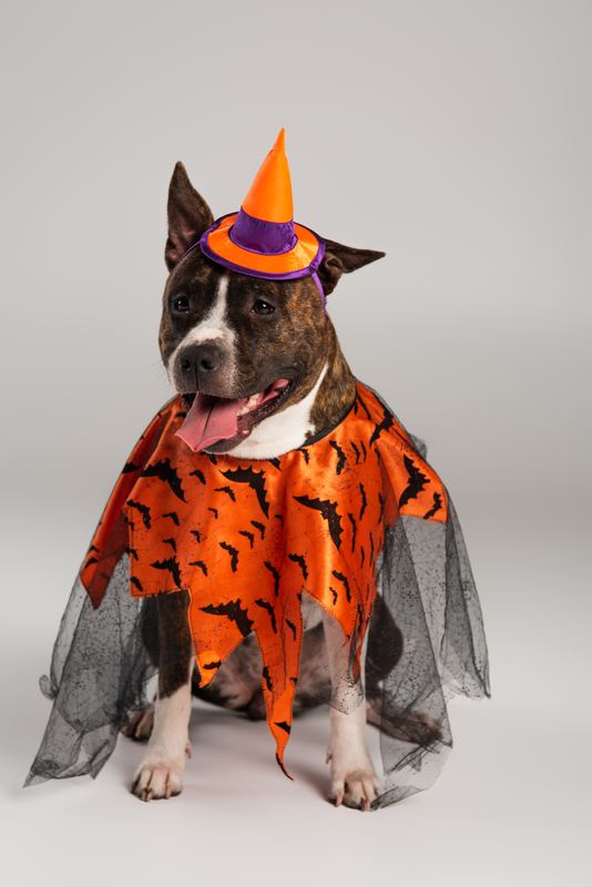Pit mix in an orange bat-print cape and small witch hat
