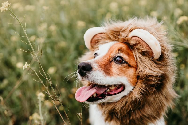 Dog wearing a lion mane
