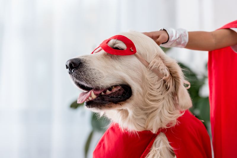 Golden retriever in a red eye mask and cape