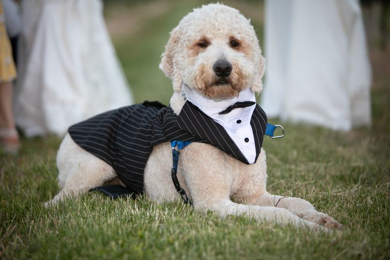 Doodle in a tuxedo on the grass