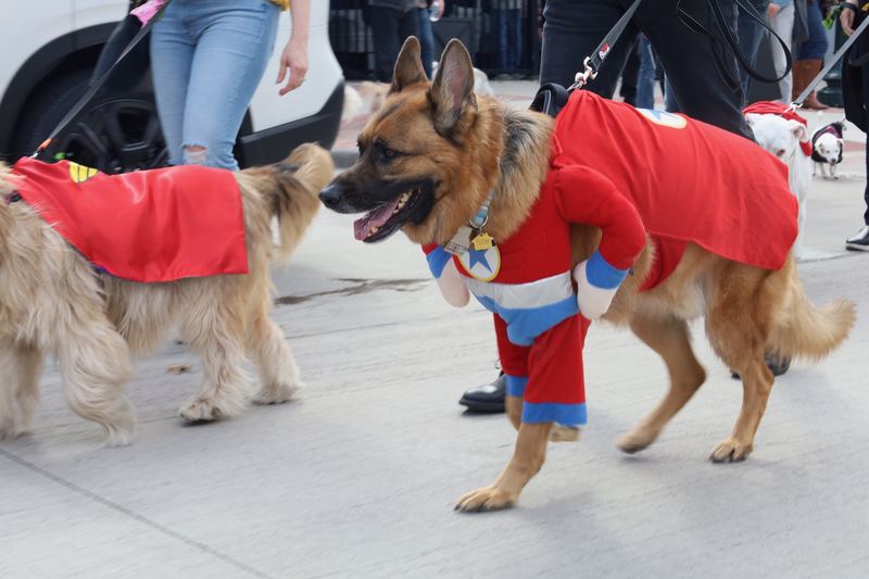 Dogs in superhero costumes on a city street