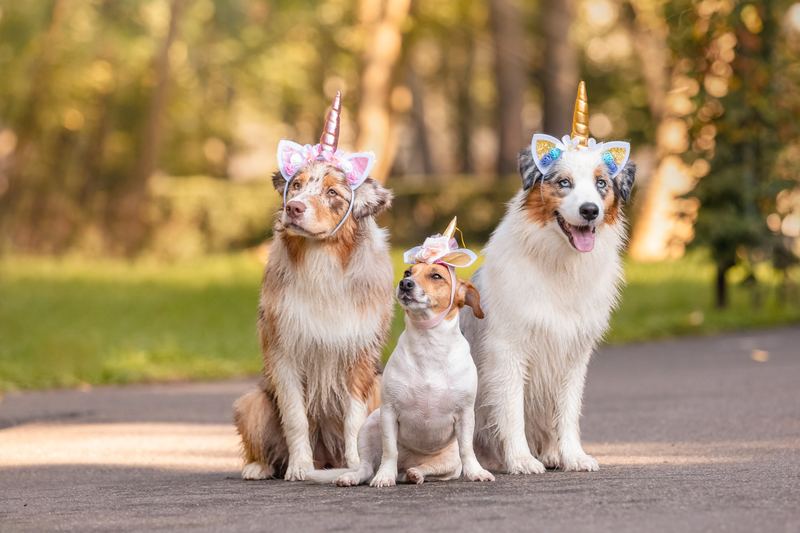 Three dogs wearing unicorn horns