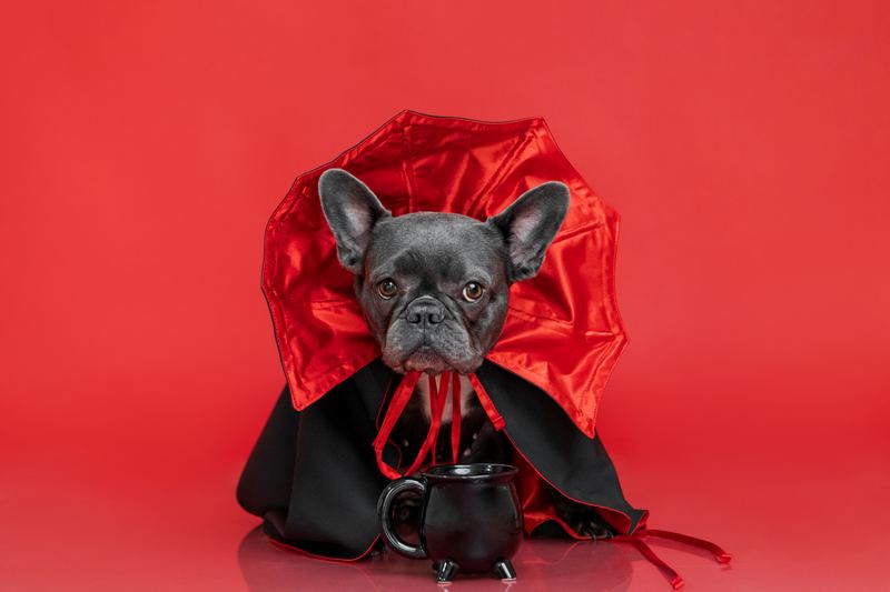French bulldog in a vampire cape