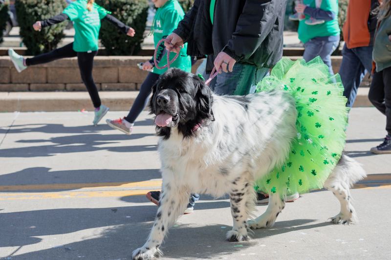 Big dog in a green tutu at a parade