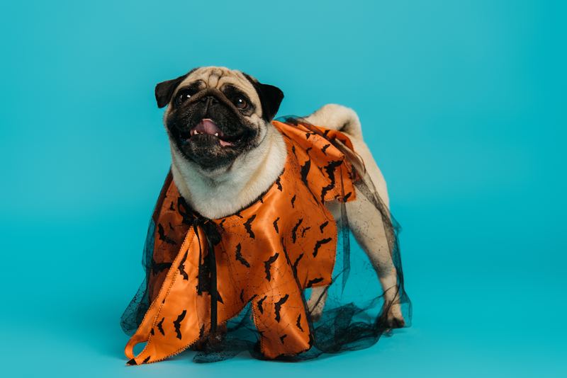 Pug in an orange bat costume