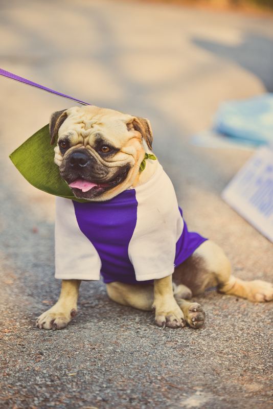 Pug in a purple and white caped costume