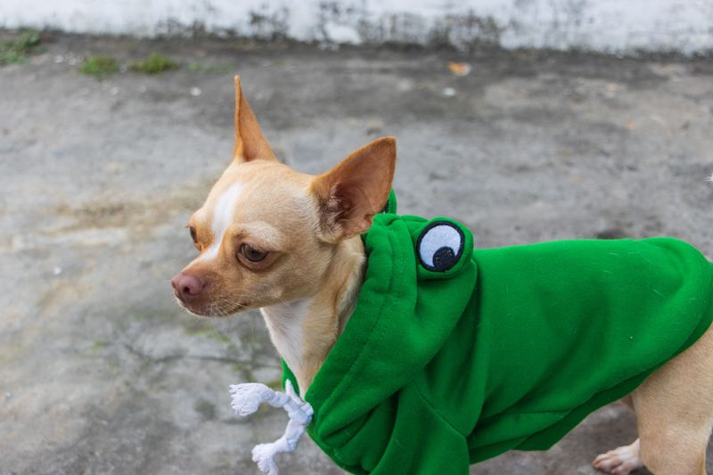 Chihuahua in a frog hoodie