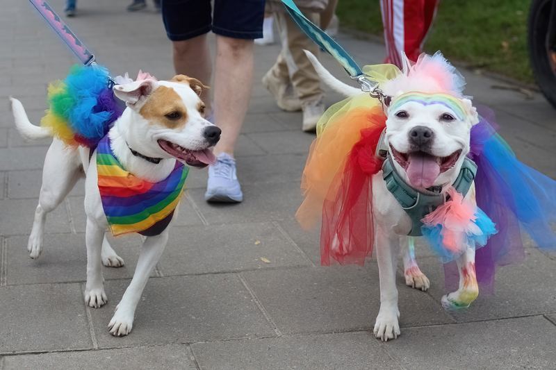 Two dogs in rainbow tutus and bandanas on a walk